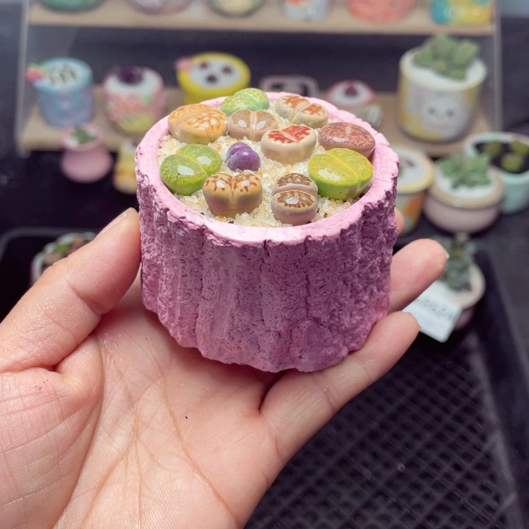 w8628 带盆土发货-零下地区拍保温箱