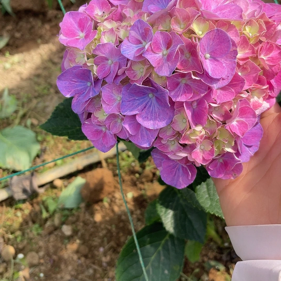 绣球切花一物一拍，3支包邮，120