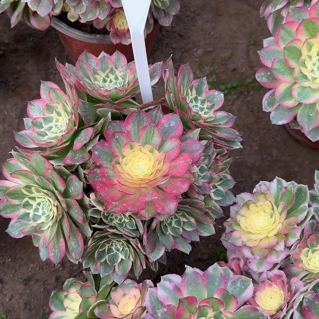 4504海仙多肉法师多肉