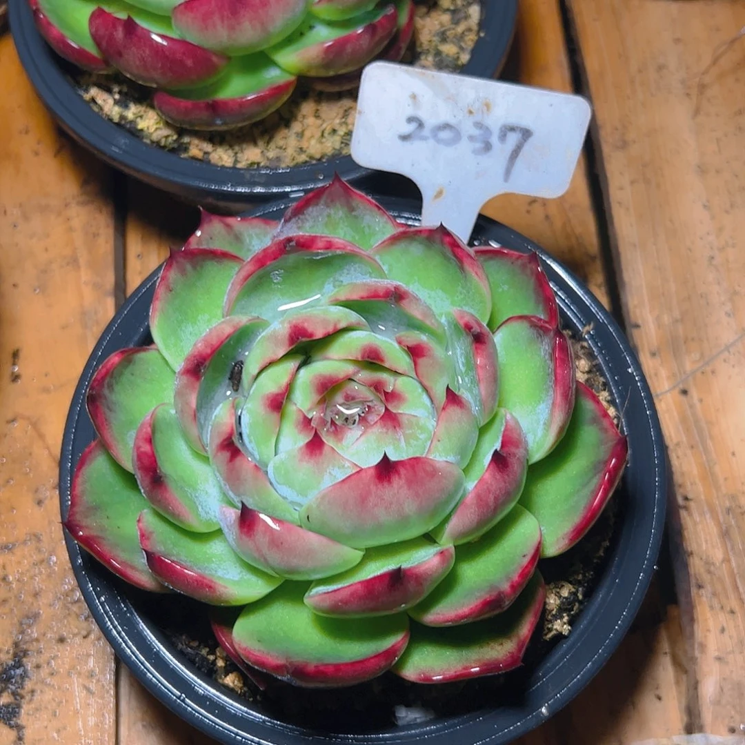 惊鸿仙子一物一拍2037号