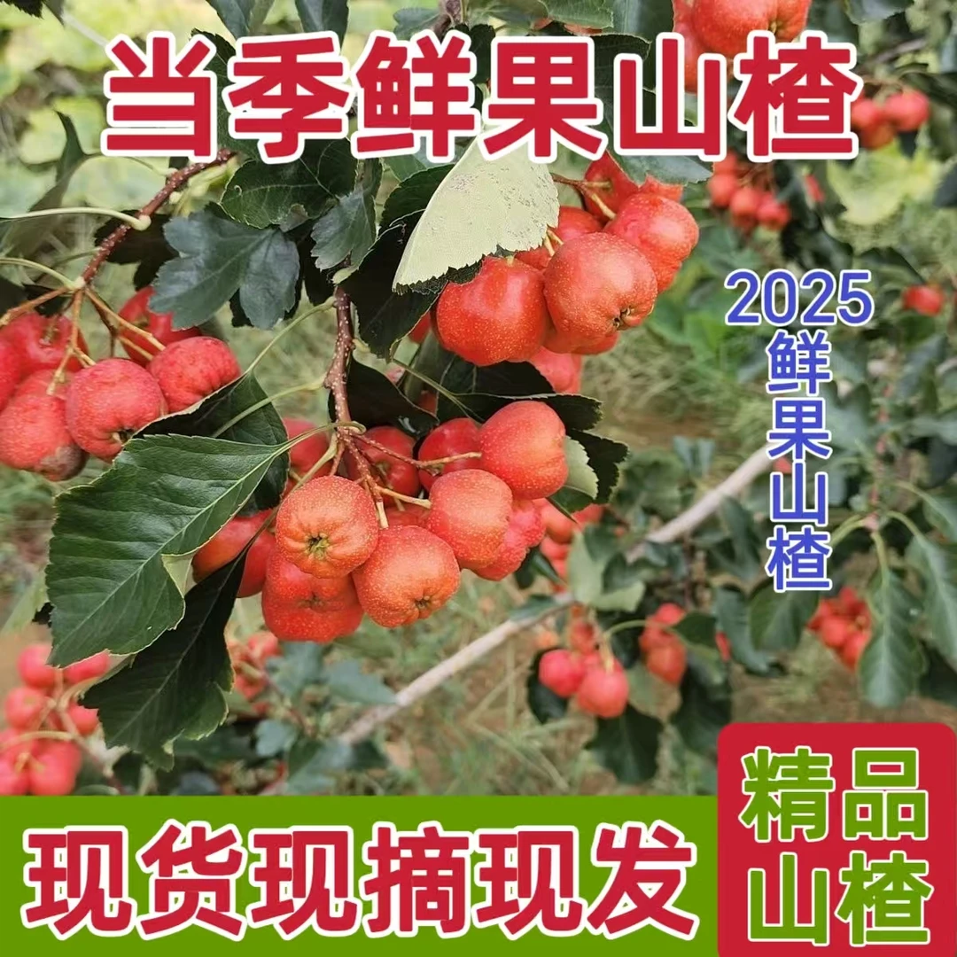 2025沂蒙地区新鲜棉球大五棱山楂适合做糖葫芦糖雪球酸酸甜甜开味