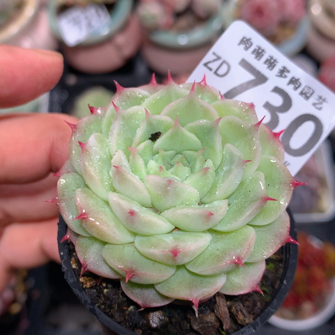 5CM拇指盆精控多肉ZD730