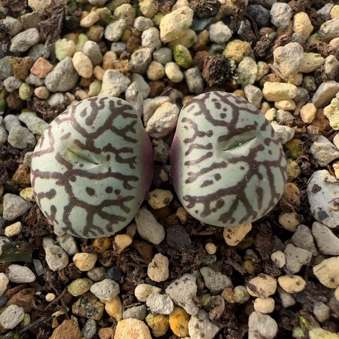 12-1-8-2当天满38包邮粗连纹墨小锥脱土