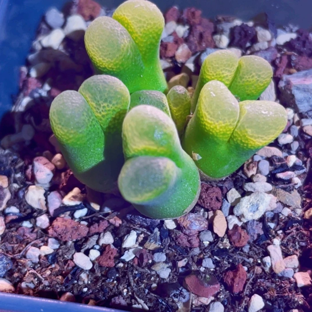 风铃植物一物一拍