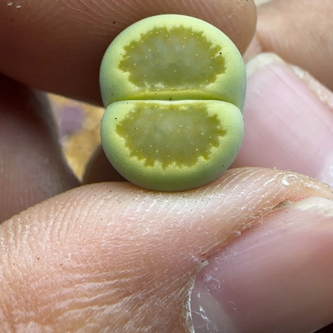 392侧面有疤生石花大棚直播