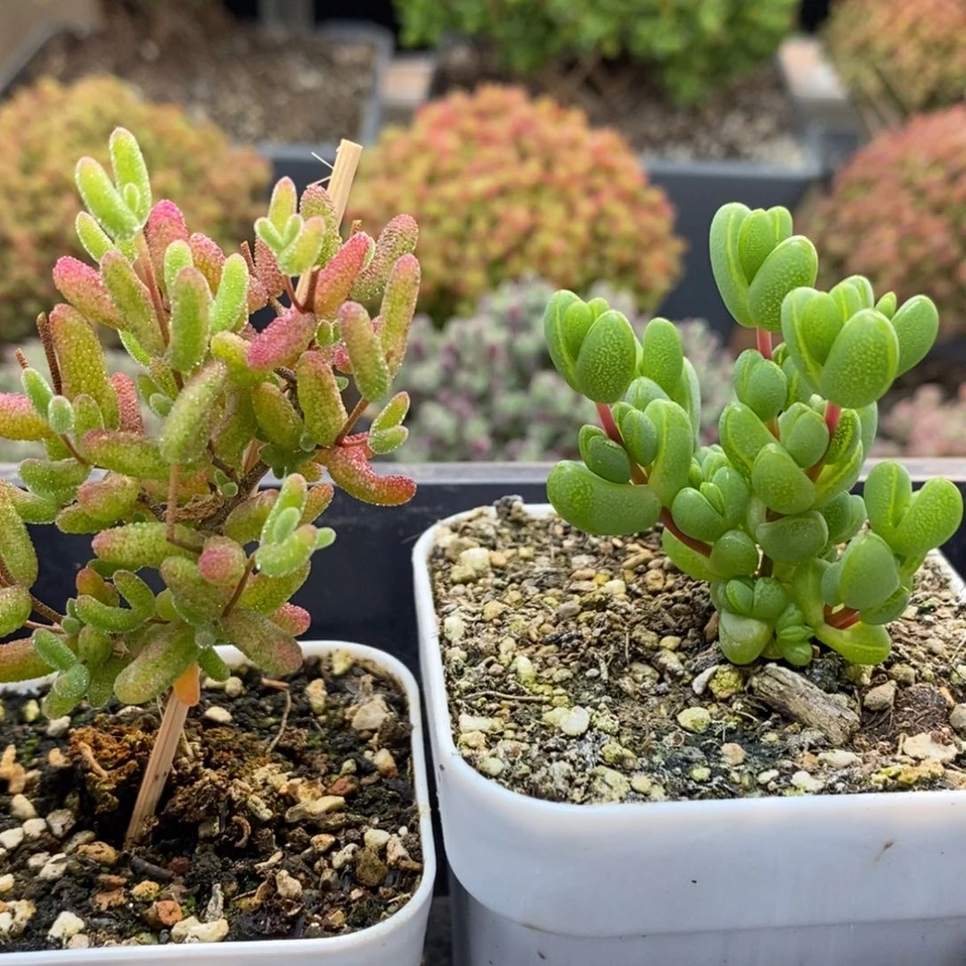 岁**年组合6621枝干番杏