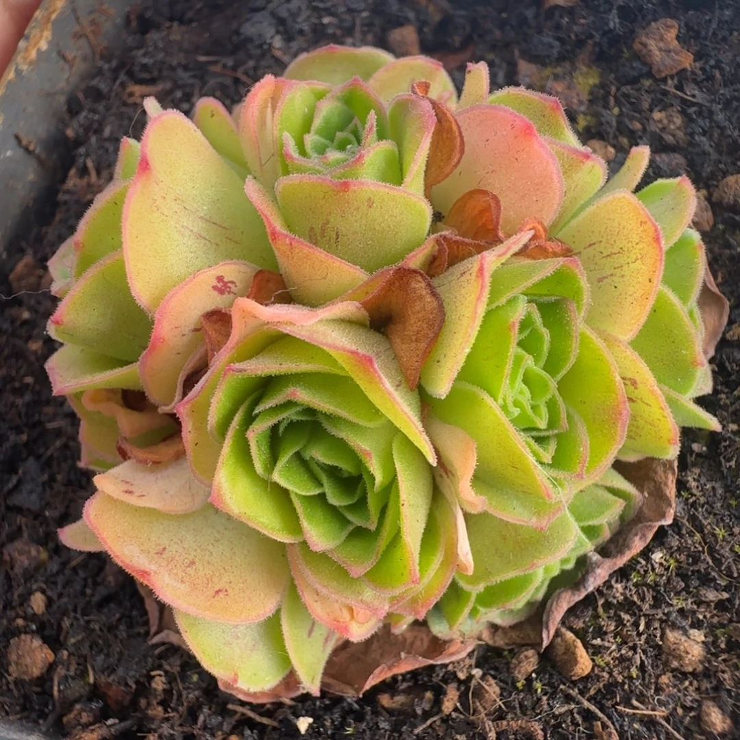 L701半城玫瑰绣球四月天不含盆土