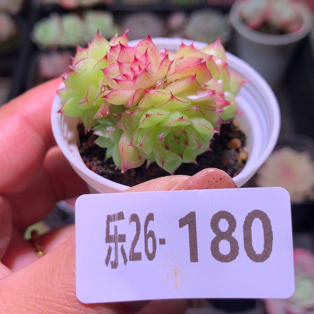 乐然26-180 麦秆群