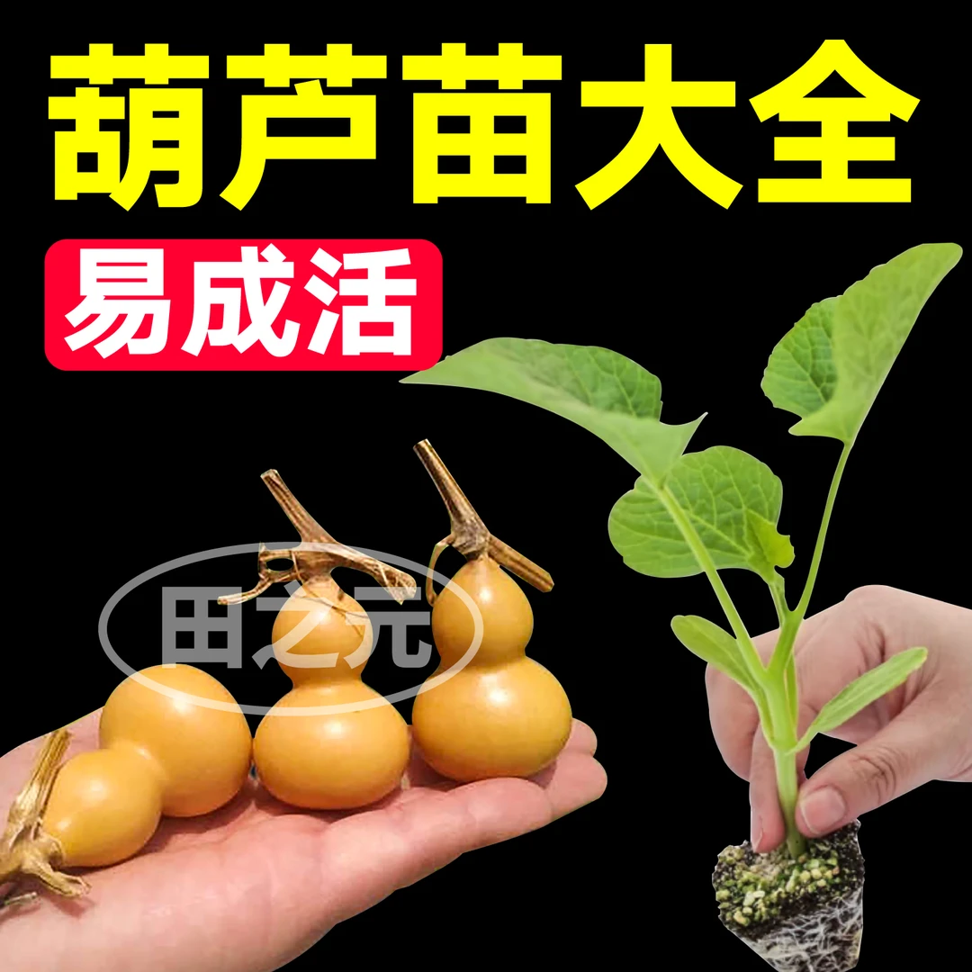 寿光各种观赏葫芦苗秧大全大酒手捻亚腰文玩葫芦种子四季庭院盆栽