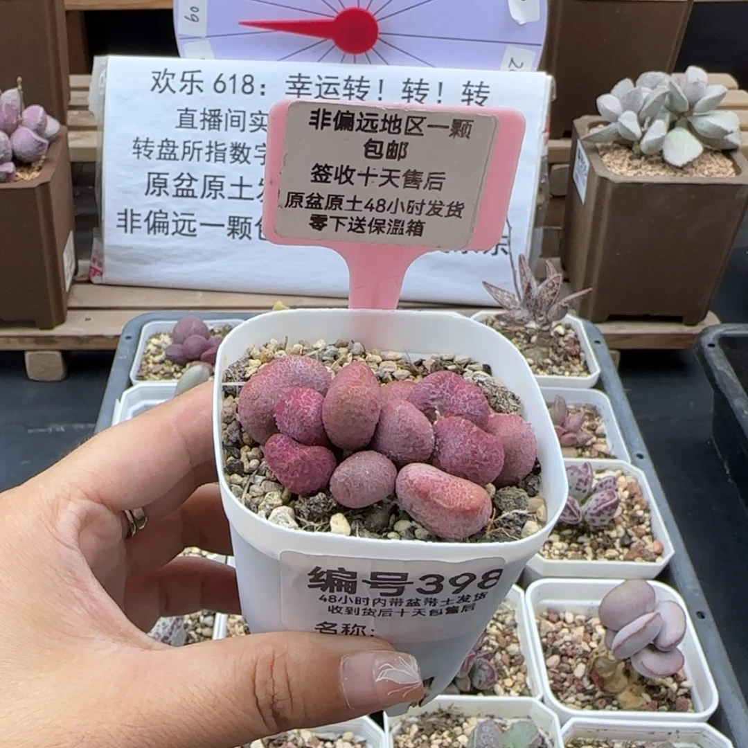 398夏娃多肉植物