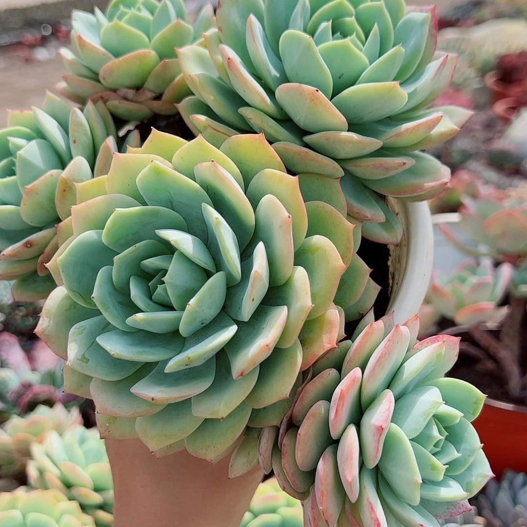 果冻恋曲多头群生老桩特价