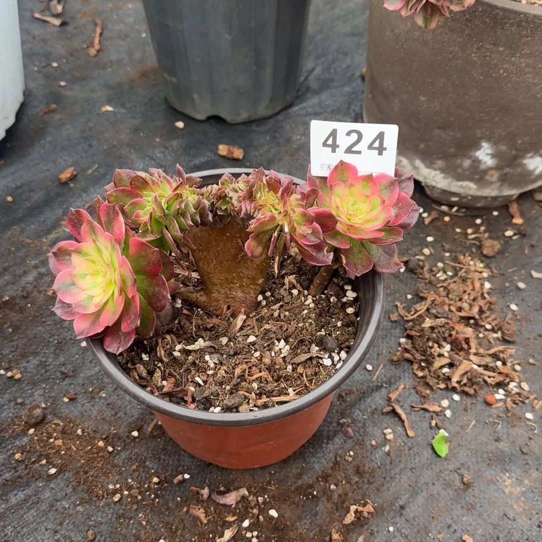 精品多肉植物0424