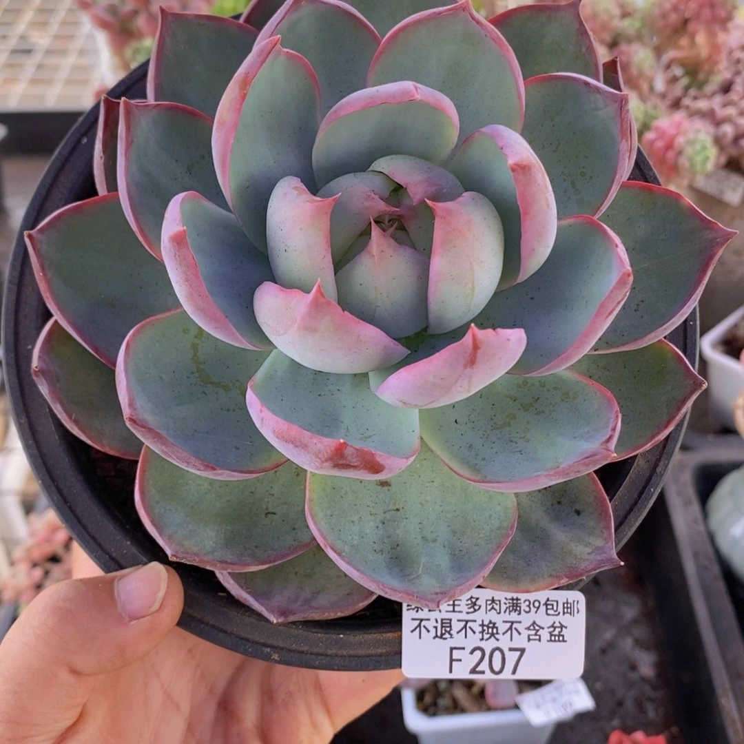惊鸿仙子13cm207多肉植物