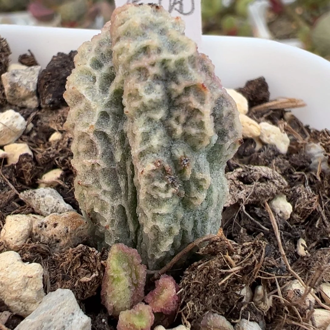 希诺大苗多肉植物水泡