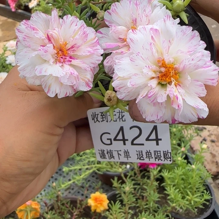 无花朵G424超小苗盆口10cm可能有虫