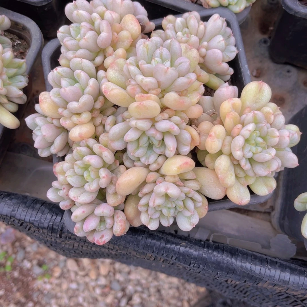 比尔盖茨17公分999988888