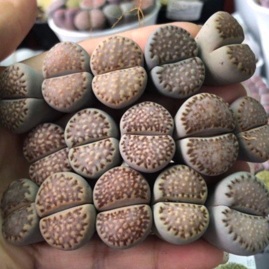 0197，2-2.3厘米红寿丽