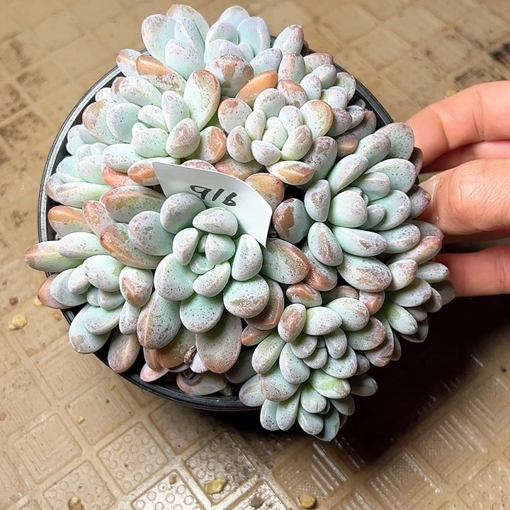 ?*916///////////////