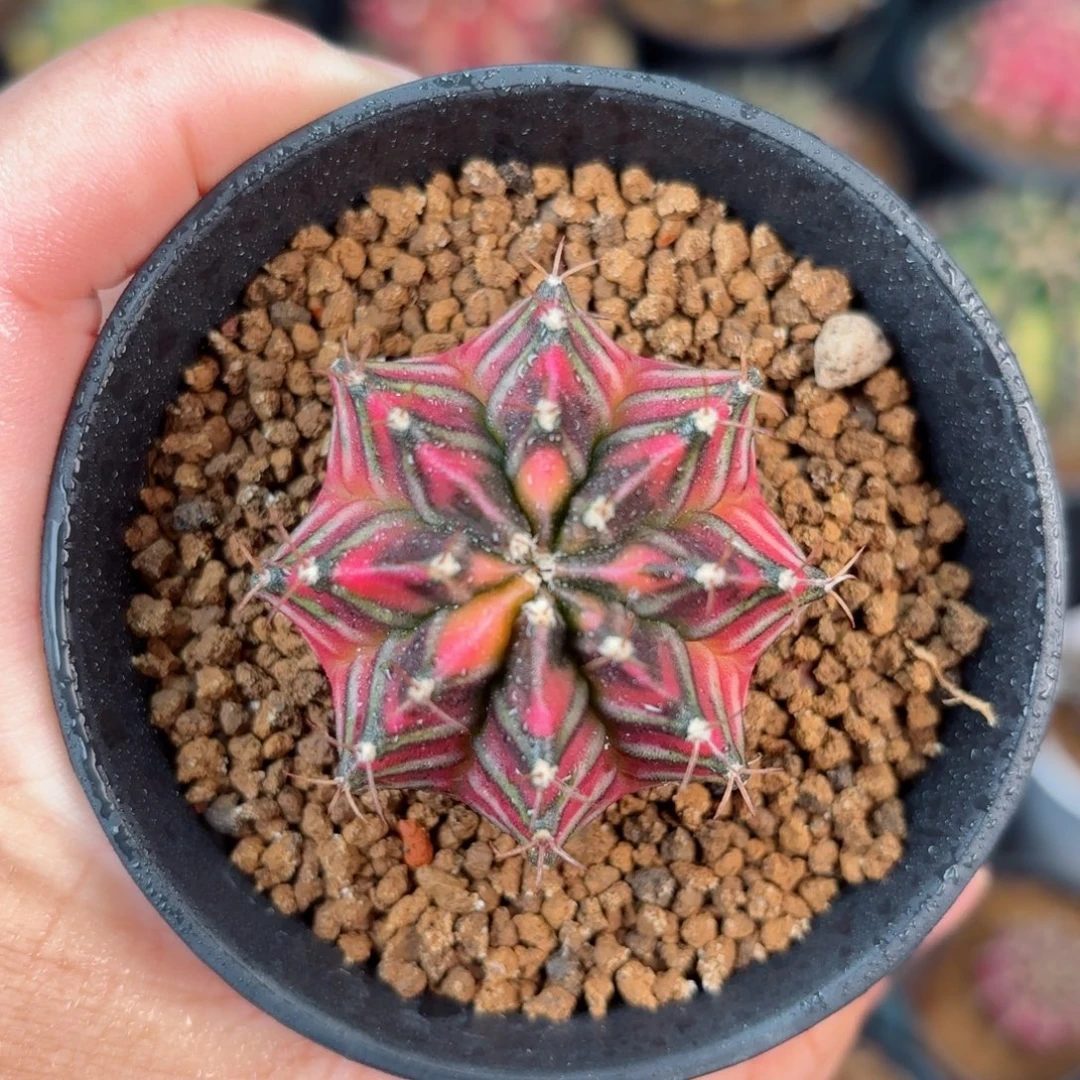 泰系米哈仙人球实生52