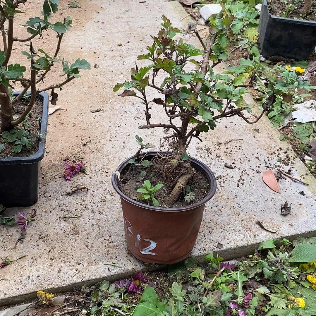 c***粑完全开放盆景菊花