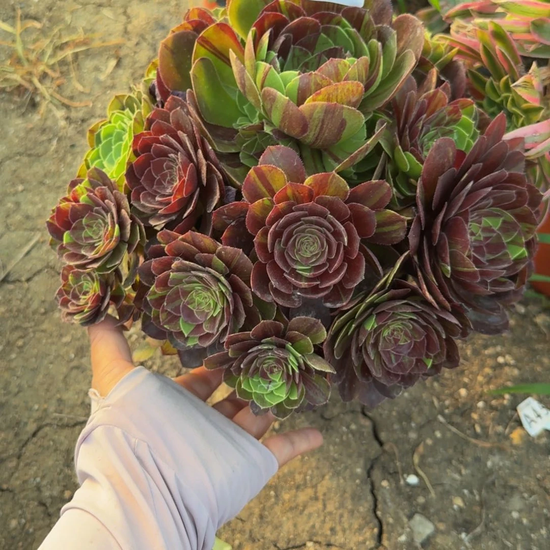 926花月夜。多肉植物