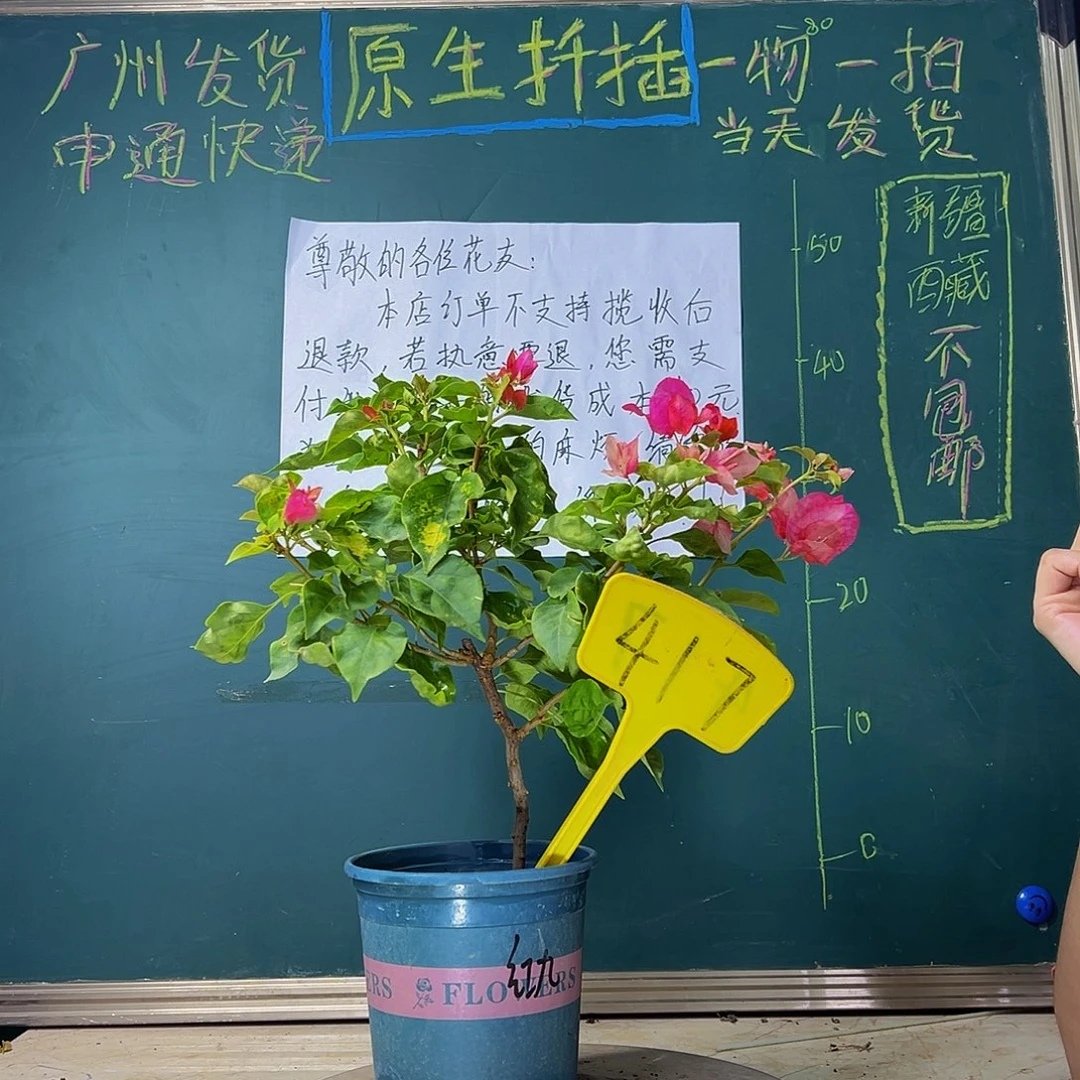 当前无花栽培后可以开花  红九月  417