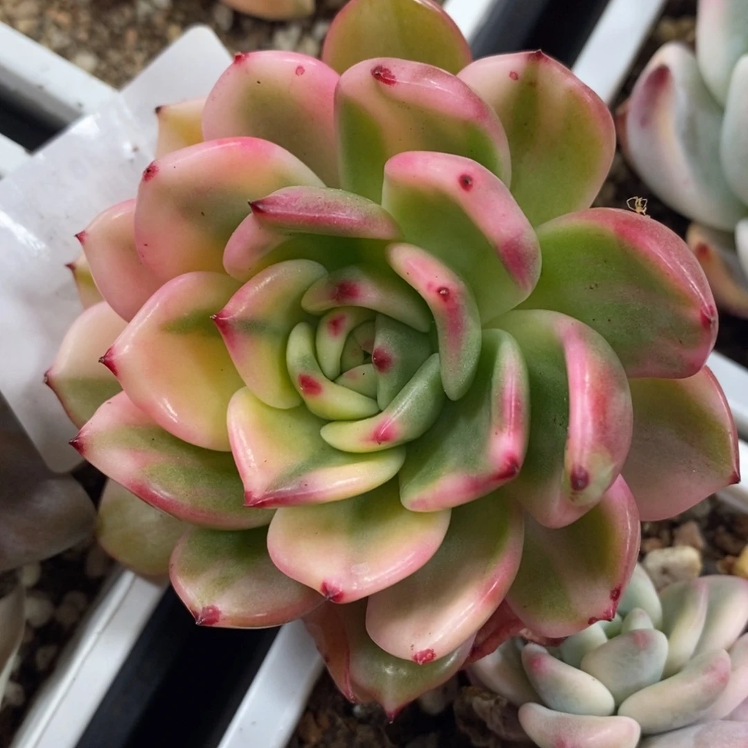 428弗朗明哥锦单头无根