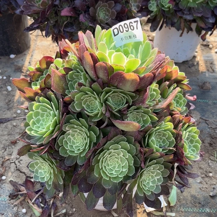 967万花筒多肉法师不包断枝