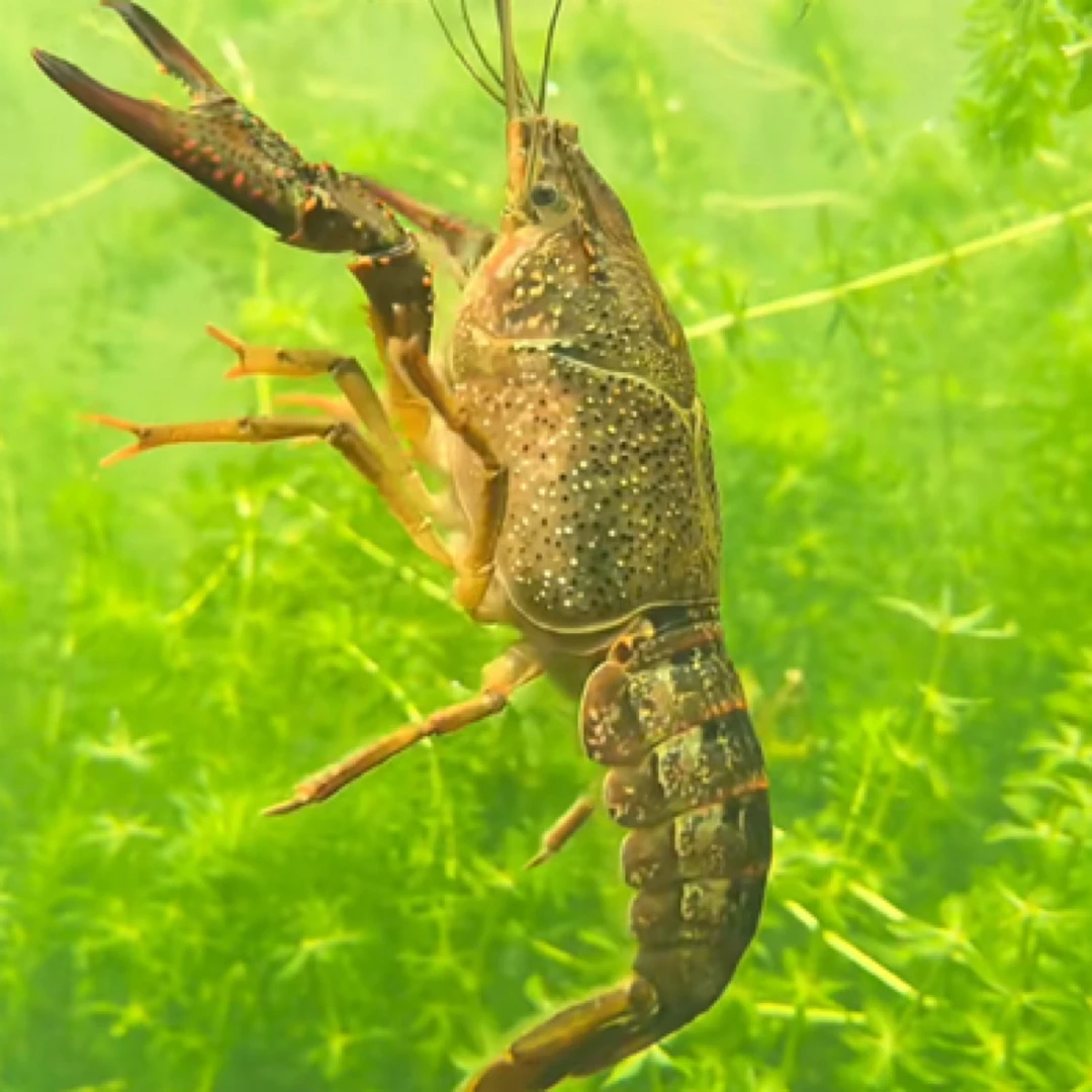 【4斤】中大号江苏精品小龙虾鲜活干净肉质饱满一斤约23只