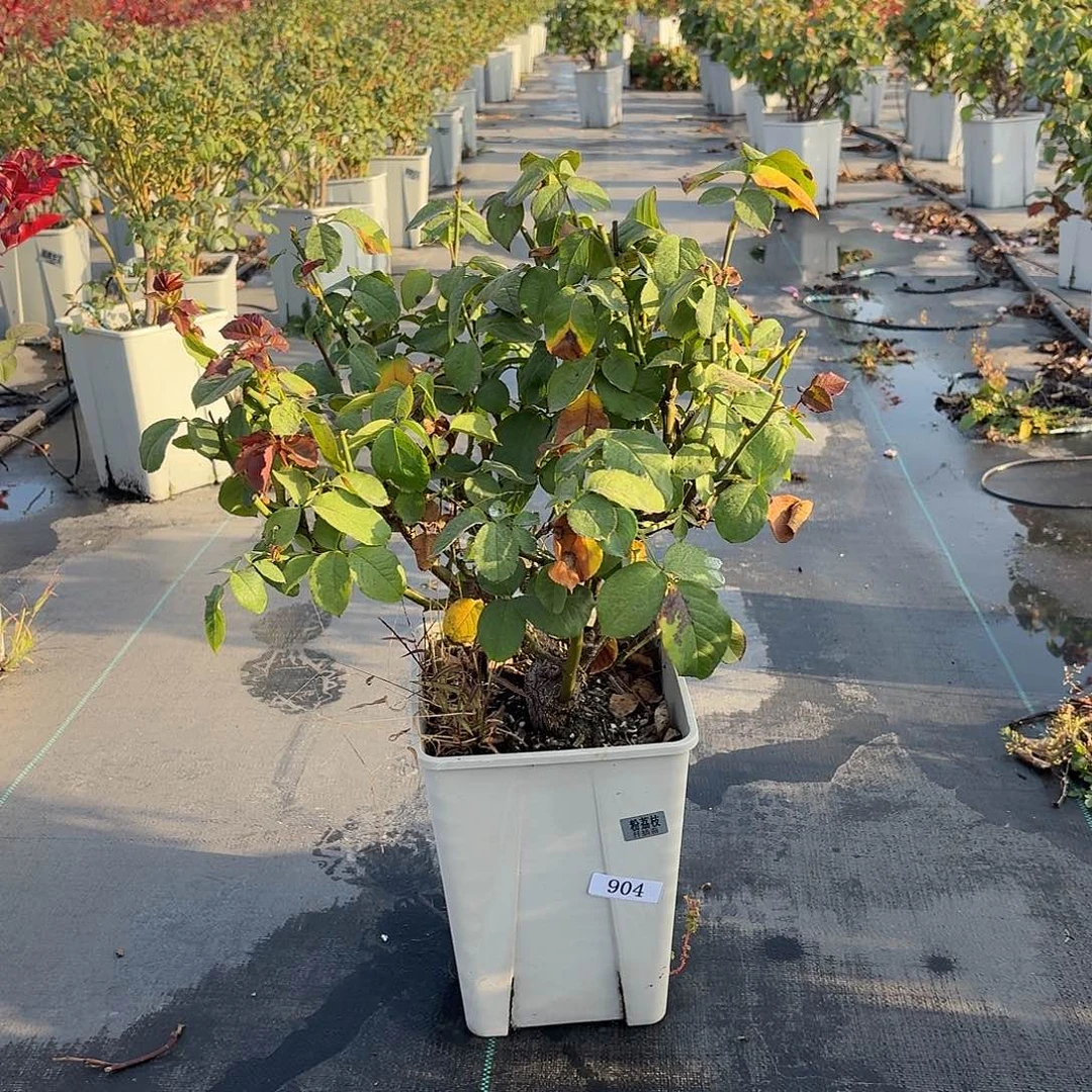 当前无花朵，栽培后可花朵904