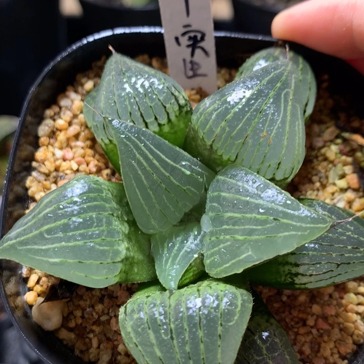 4号实生寿一物一拍