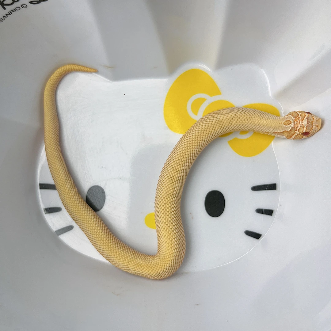 宠物猪鼻蛇白超康（幼崽）