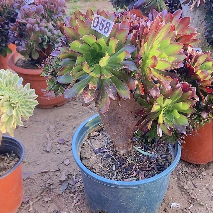 058黑缀化老板子法师缀