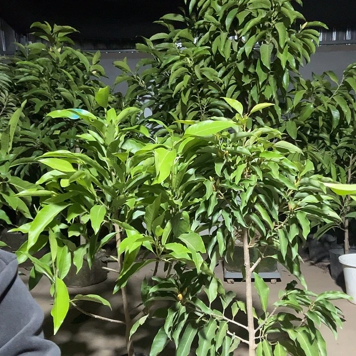 完全开放一颗黄蓝一颗白蓝170