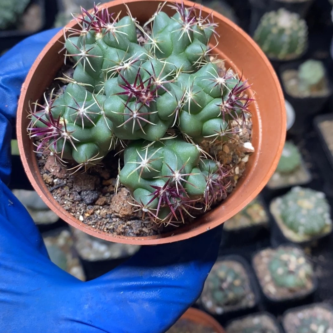 实生大红鹰群品相自观如图