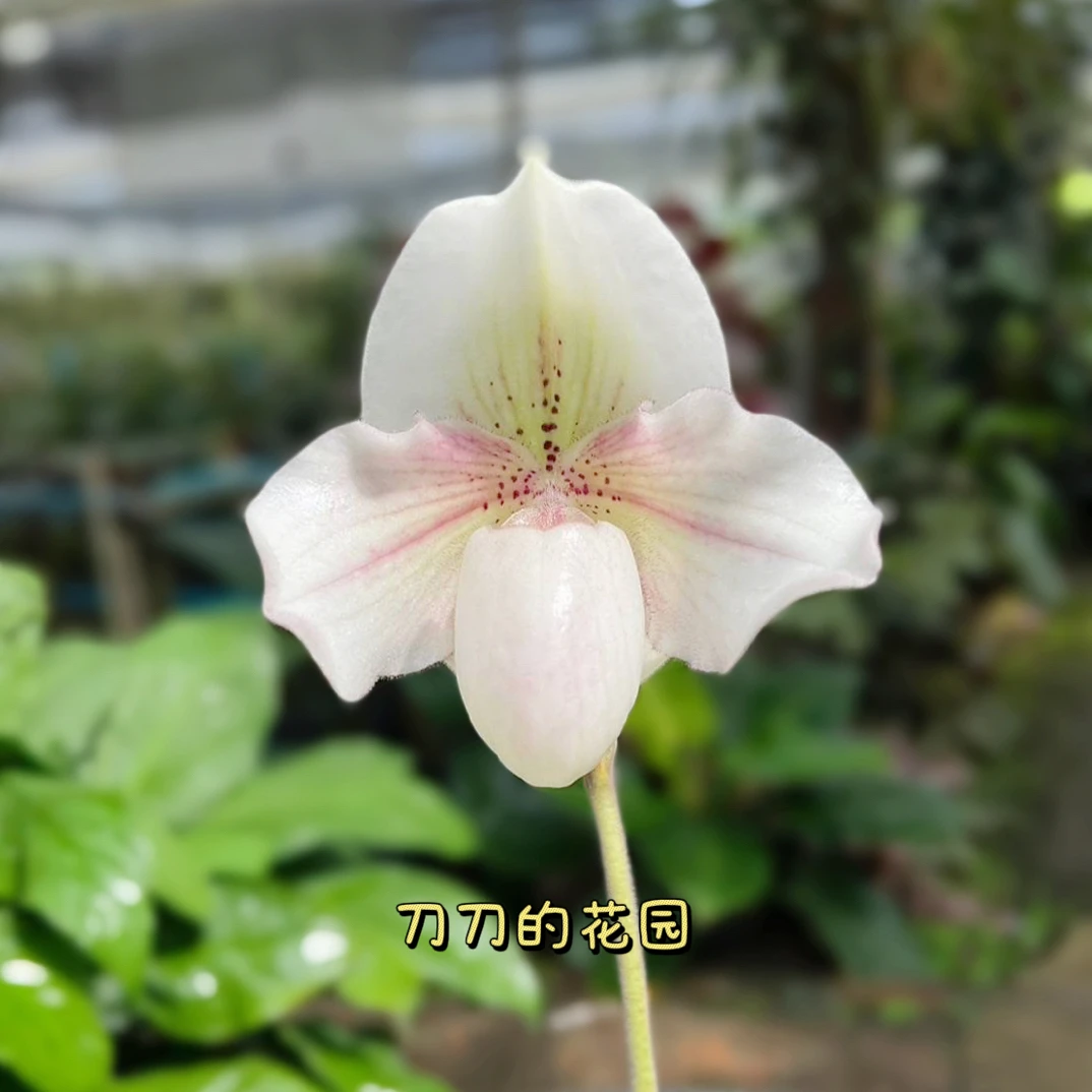 刀刀花园【月烟痕】人工育种雪白交边远粉白色兜兰大苗，好养花期长