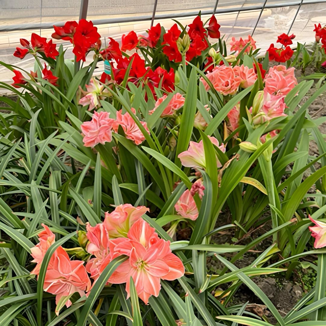 一物一拍专用链接请勿乱拍（带花发货无售后介意勿拍）