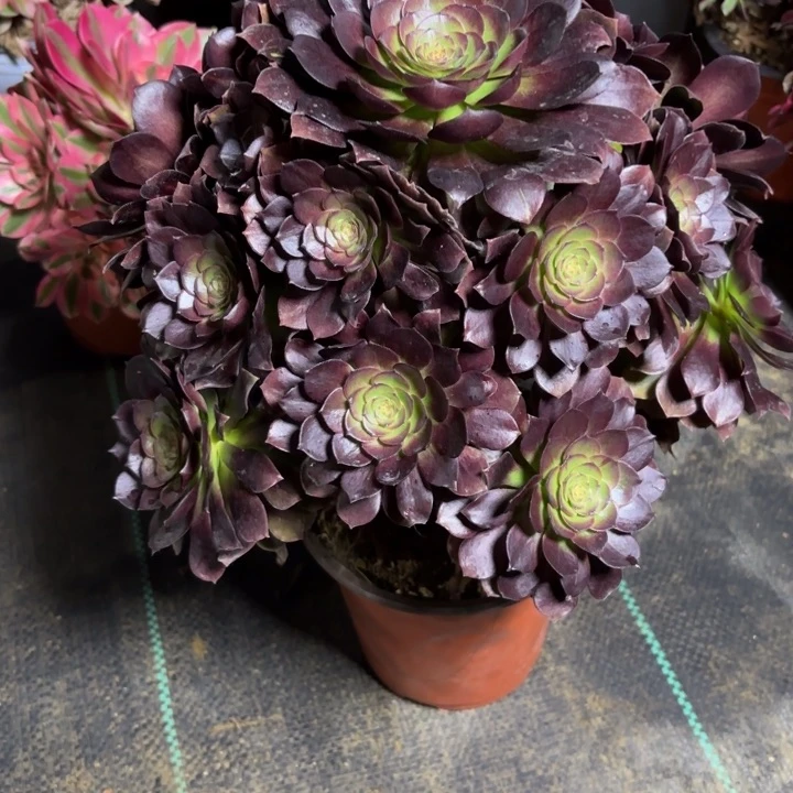 ?****?瑞妈一物一拍127