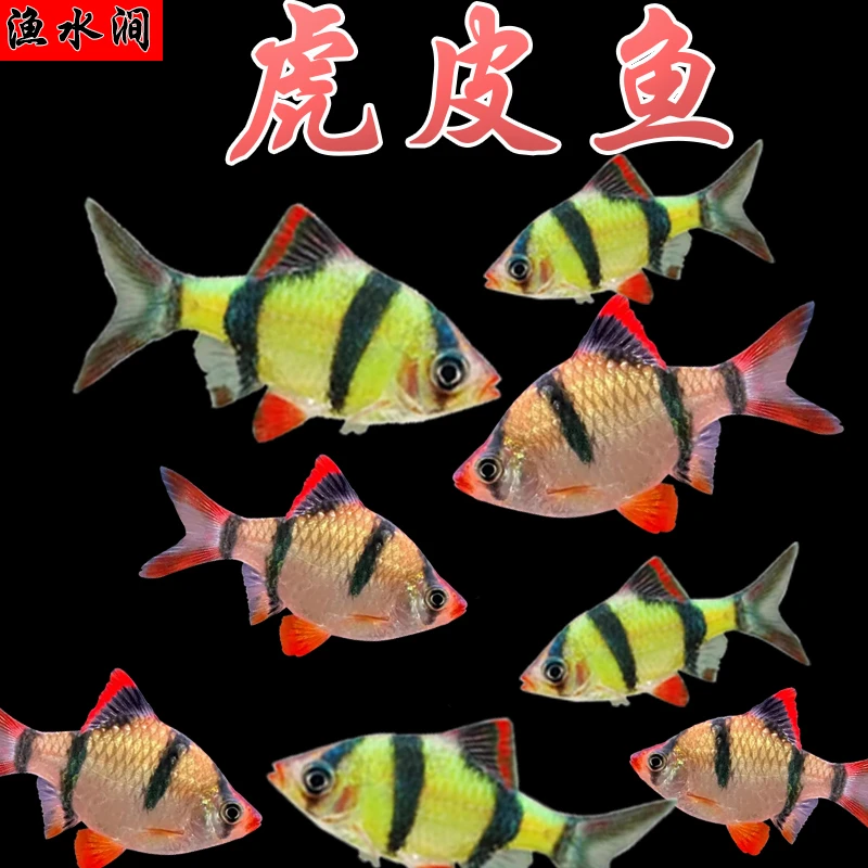 新手好养虎皮鱼荧光虎皮绿虎皮热带鱼观赏鱼小型活体宠物鱼耐活