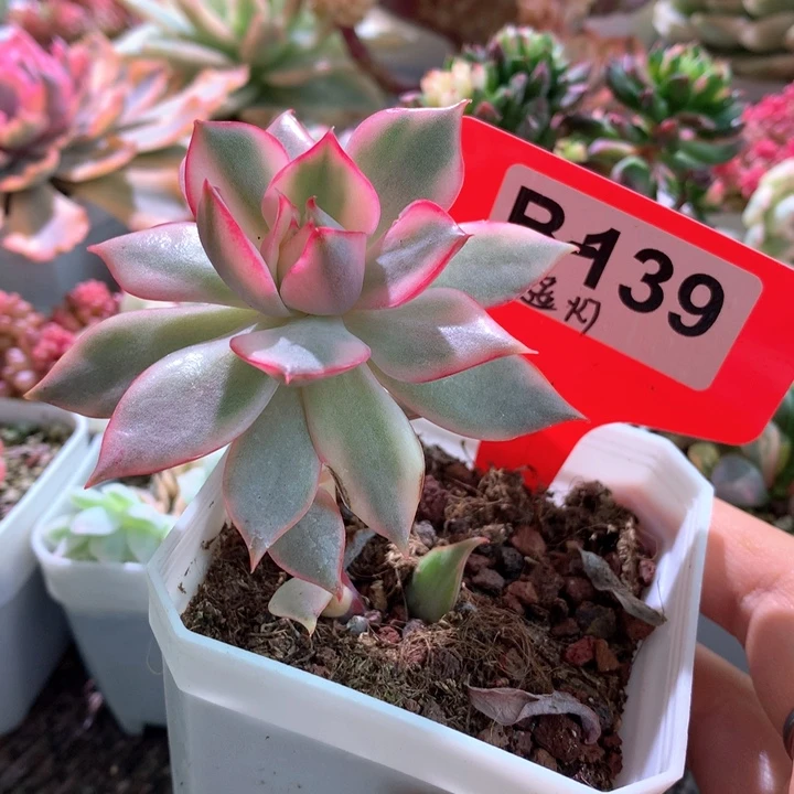 宝莲灯覆轮锦有根