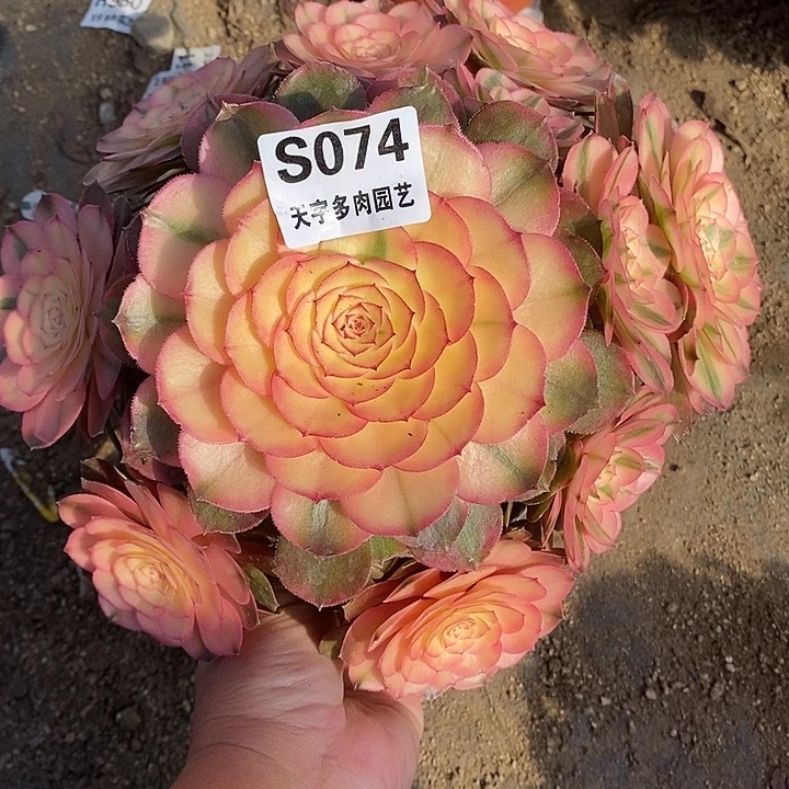 多肉植物荔枝074多肉