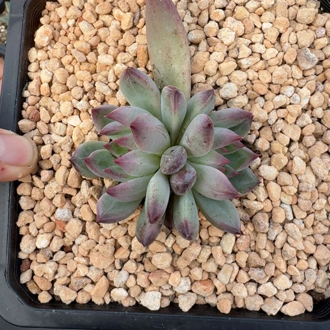 紫镜 双头 一物一拍