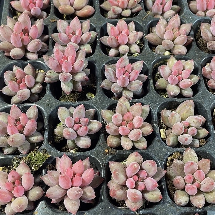 小虞美人2.8带土发货