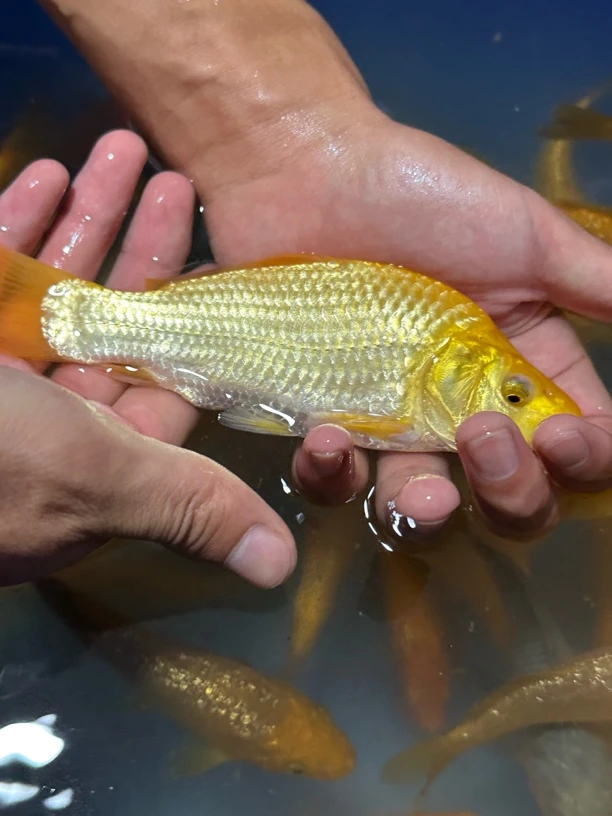 黄猿芥子一物一拍看清付款、退款拉黑锦鲤观赏鱼