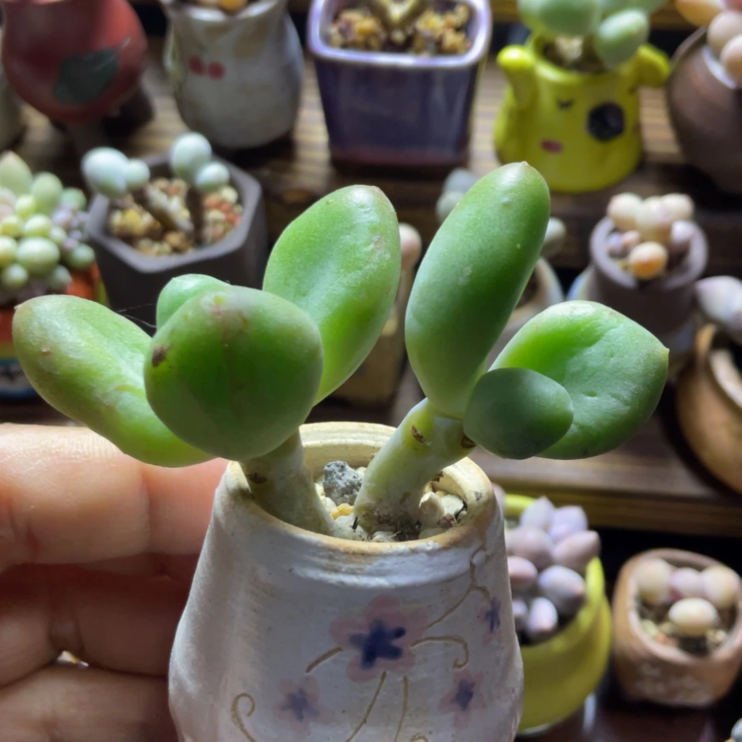 乌里韦亚一体奶酪