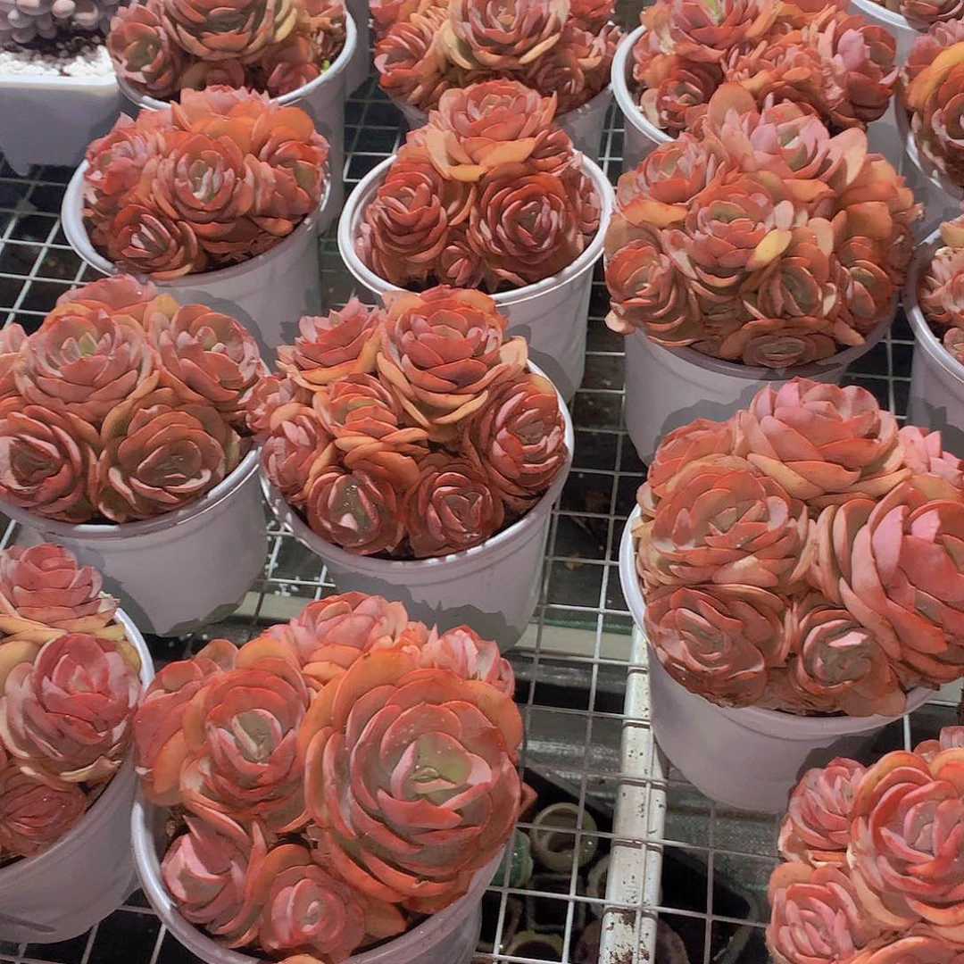 秀妍手捧245678999000