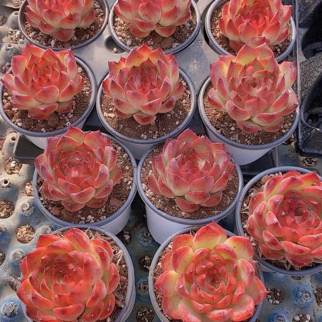 0119-母本篝火单头一颗量拍