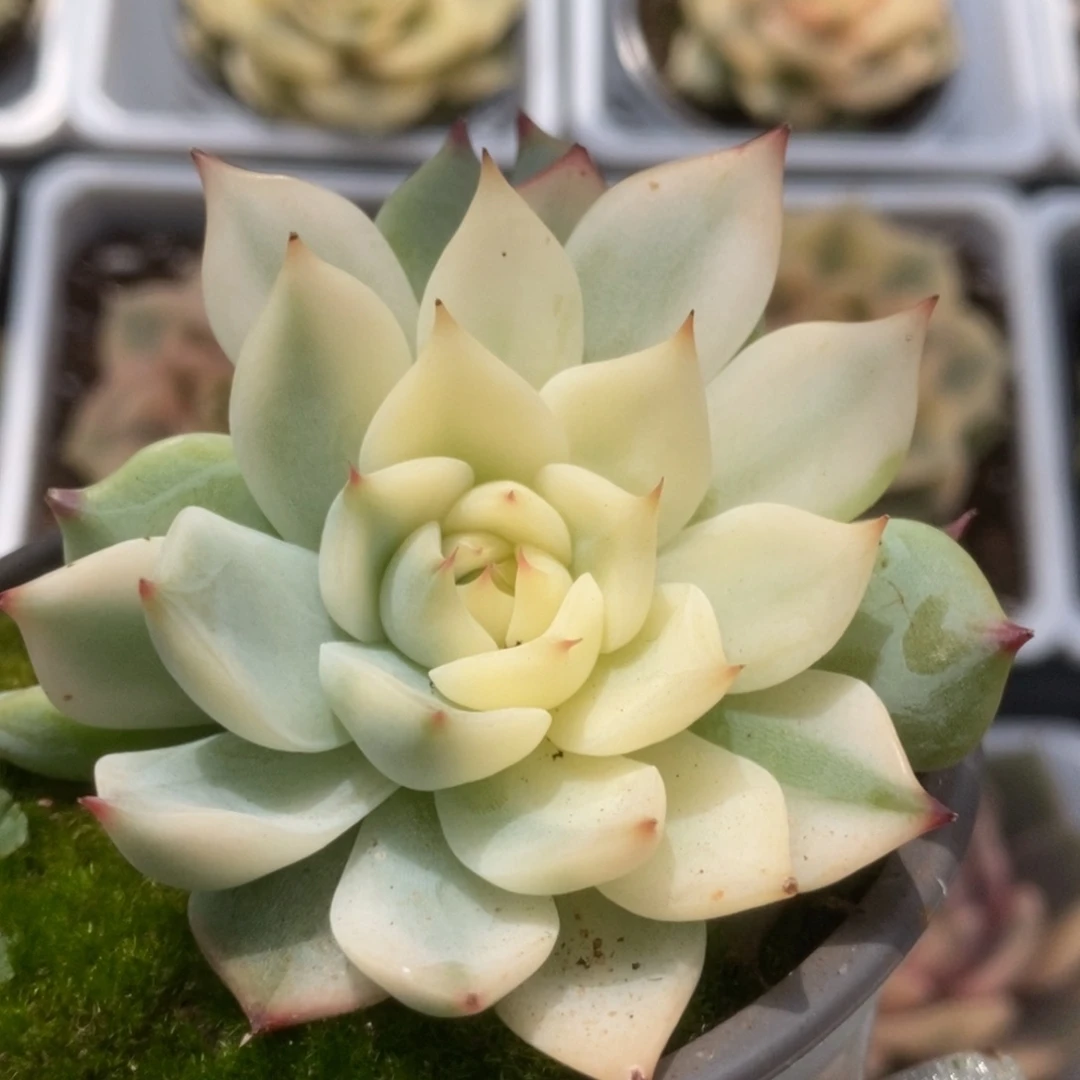 109一线天锦锦锦锦锦锦