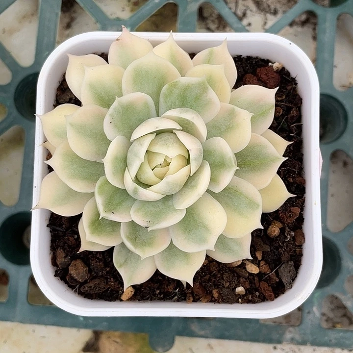 昂斯诺白锦一物一拍锦龙