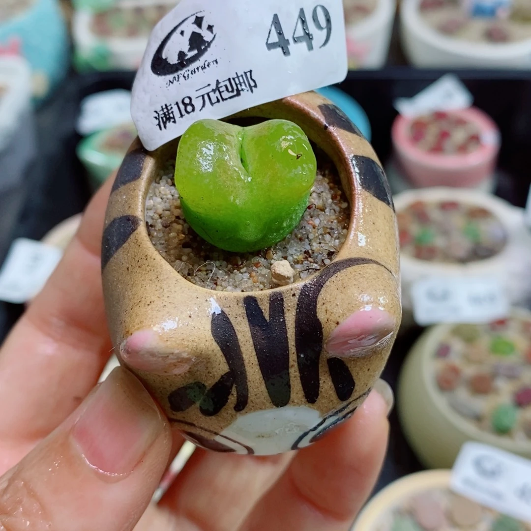 生石花花花花花花花花449